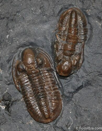 Rarely Offered Pennsylvanian Trilobite Ditomopyge #438